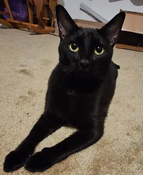 Matriarch