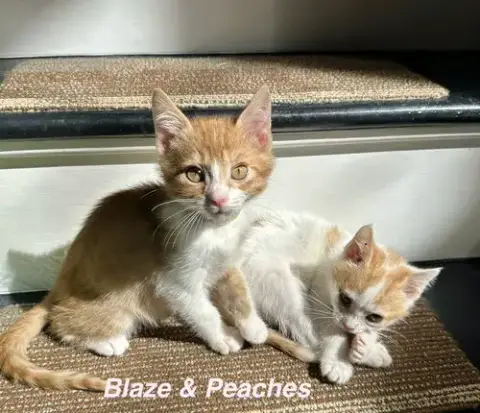 Orange Kitties photo 4