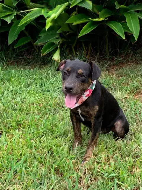 Olive photo 3