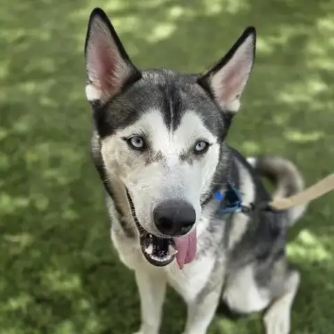 Koda