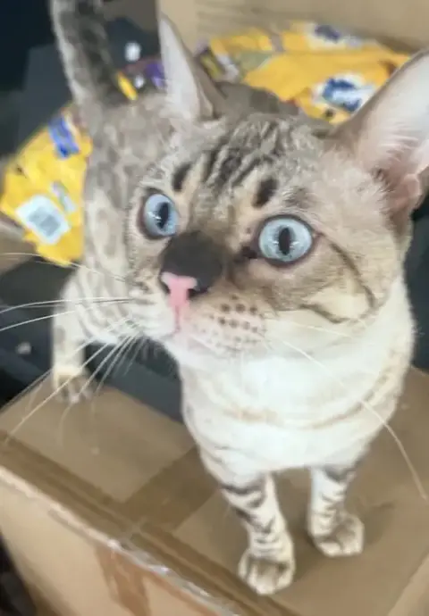 Chaos