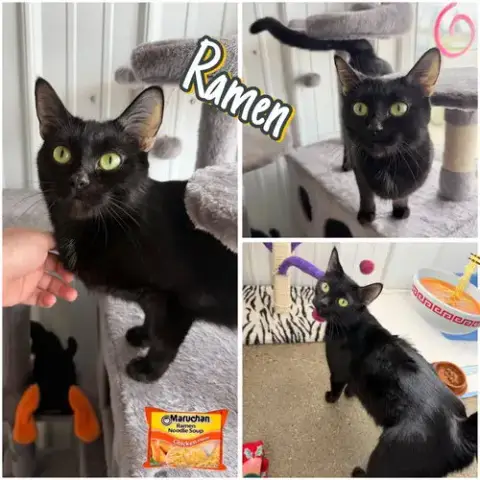 Ramen