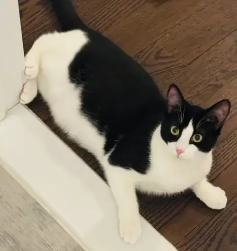 Eddie Kitten photo 2
