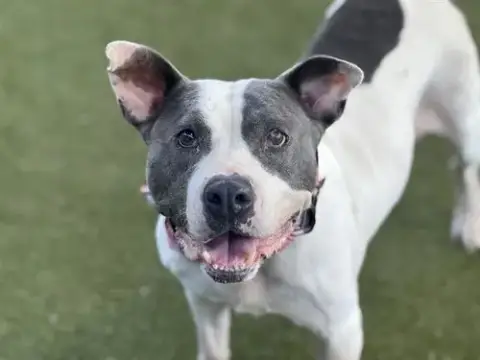 Petunia