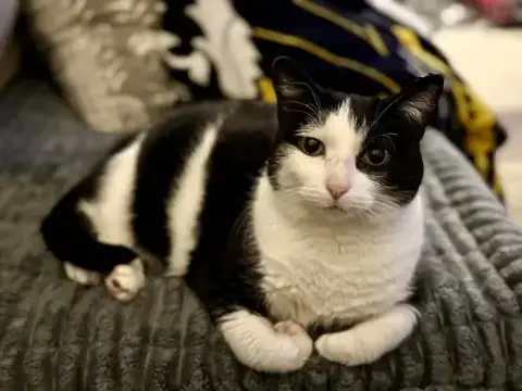 Gibby