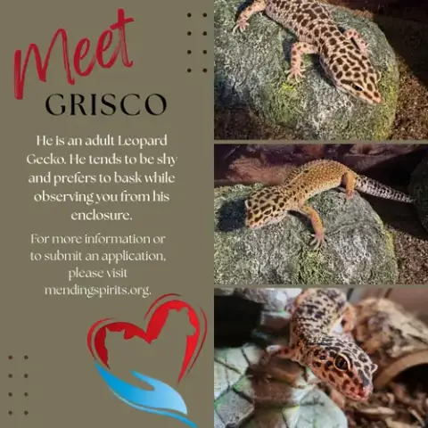 Grisco ⭐️ photo 3