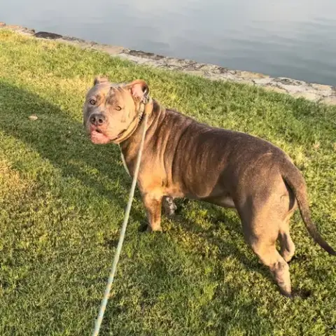 Hoss