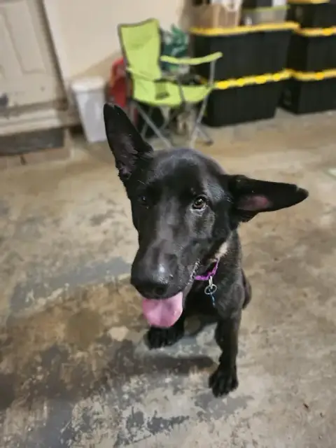 Ruger photo 2
