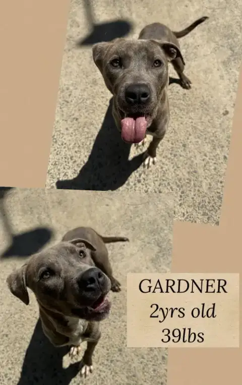 Gardner photo 2