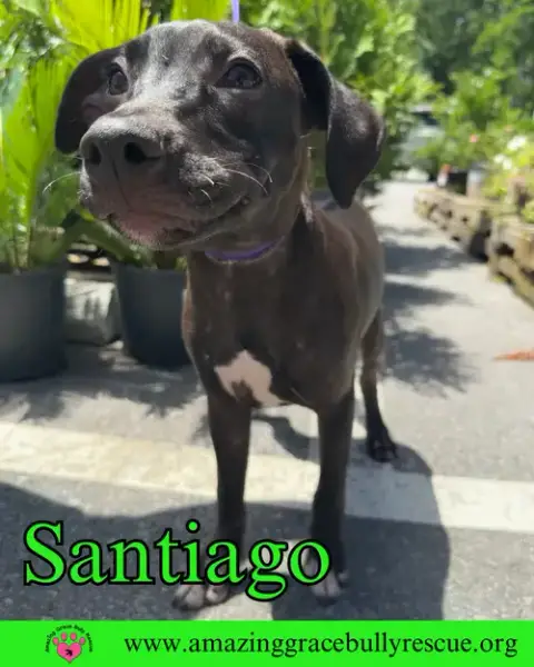 Santiago photo 4