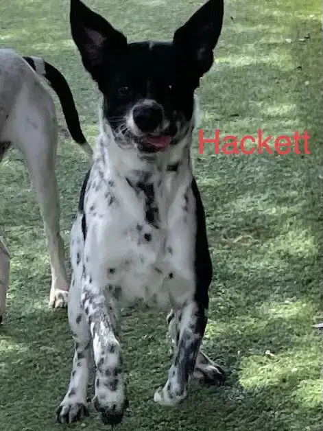 Hackett photo 5