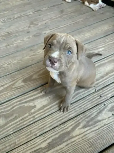 Zane photo 2