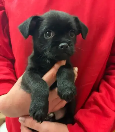 Domino