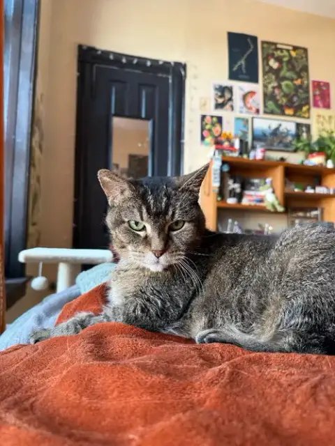Zelda photo 3