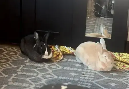 Potato & Pepper photo 4