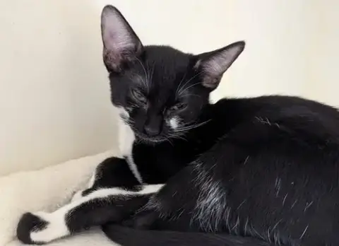 Marzipan