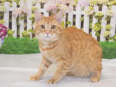 Otto