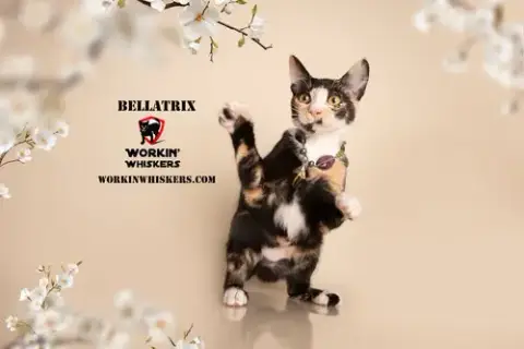 Bellatrix photo 4