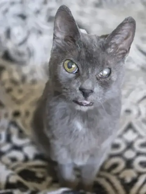 Graycie photo 2