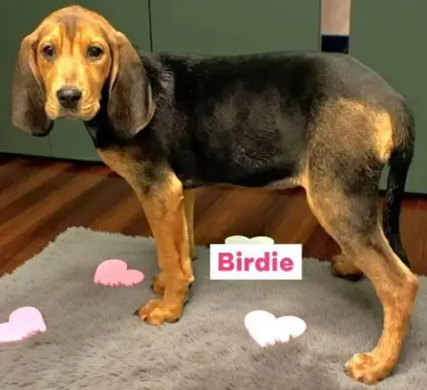 Birdie photo 3
