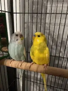 Arie & Blue photo 2
