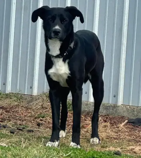 Bruno photo 2
