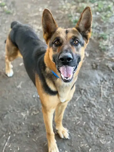 Sampson