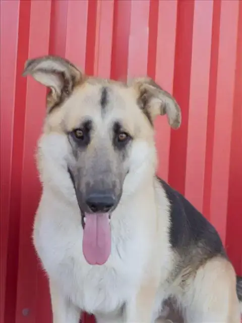 Jet