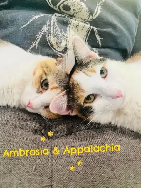 Ambrosía photo 2