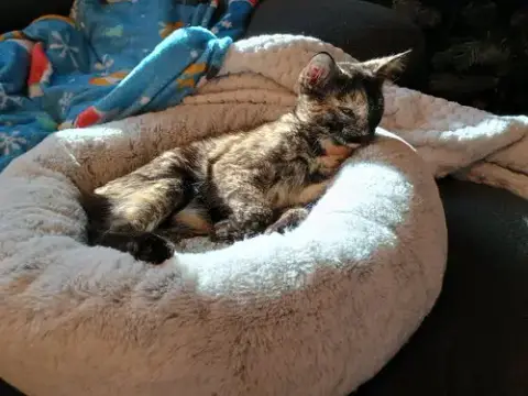 Pepper
