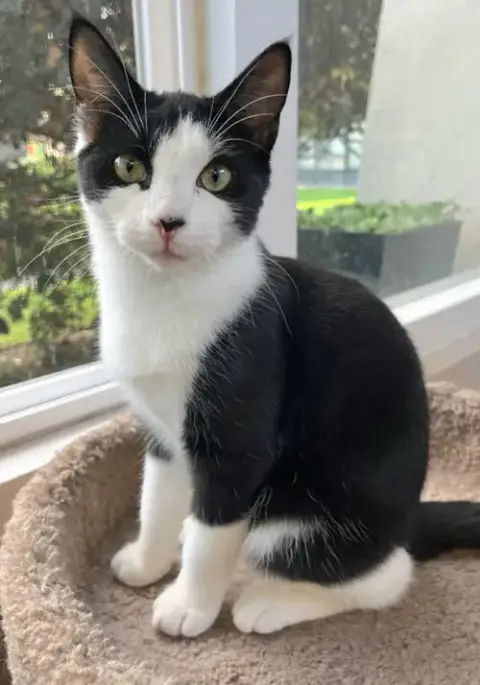 Oreo