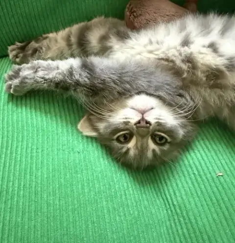 Lorenzo