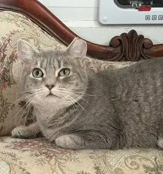 Lulu