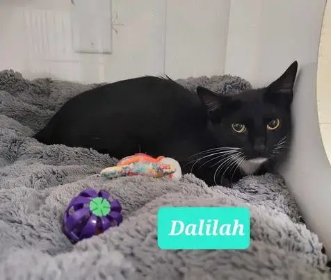 Dalilah photo 4