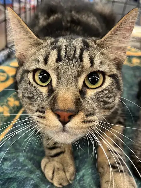Wallace