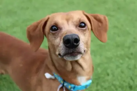 Oscar Mayer