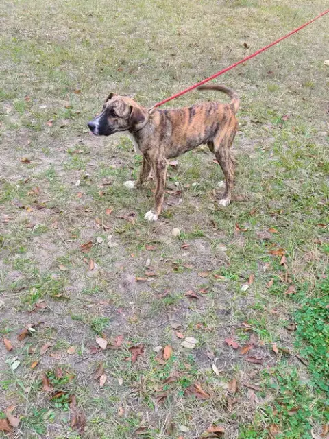 Nigel photo 2