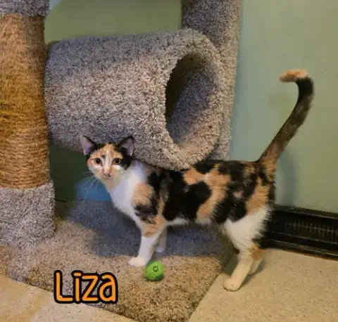 Liza photo 4