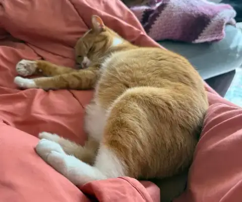 Marmalade