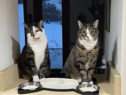 Chuck & Chip Bonded