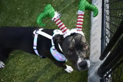 Domino