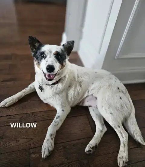 Willow photo 3