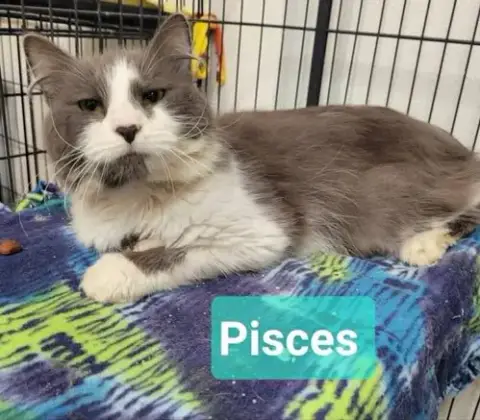 Pisces