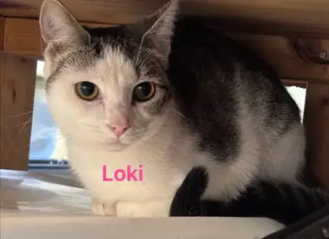 Loki: Not At Shelter photo 5