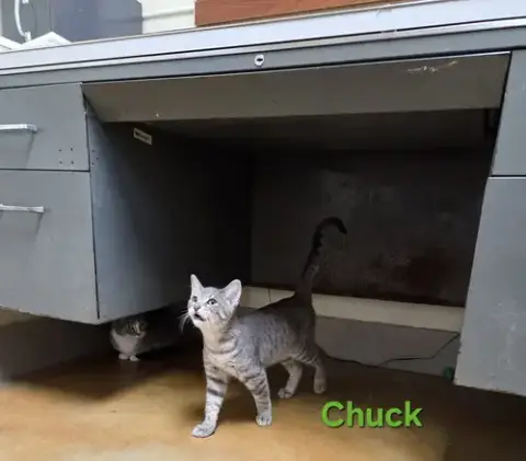 Chuck photo 4