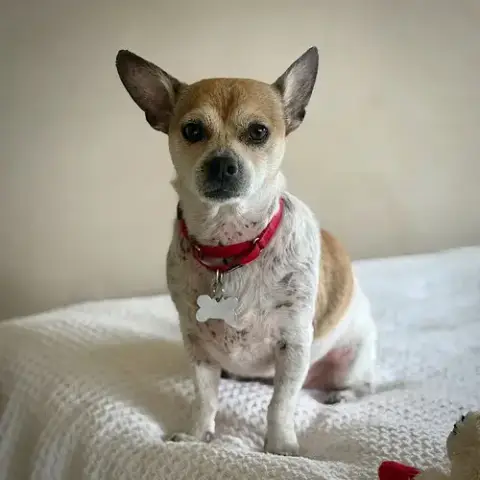 Simba
