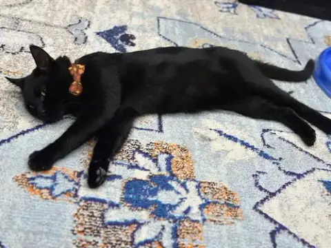 Jiji photo 4