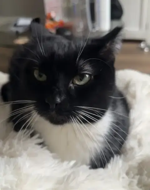 Pepper photo 4