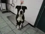 Enzo photo 2