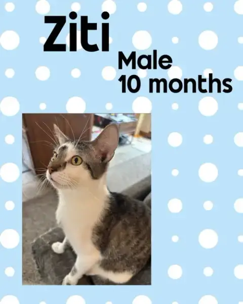 Ziti photo 2
